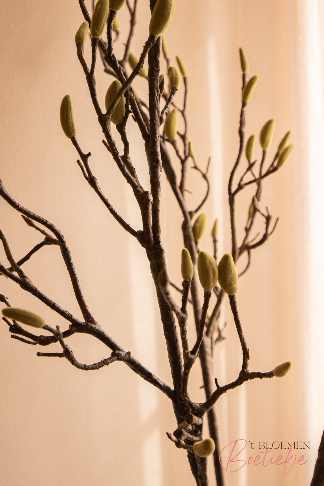 Magnolia
