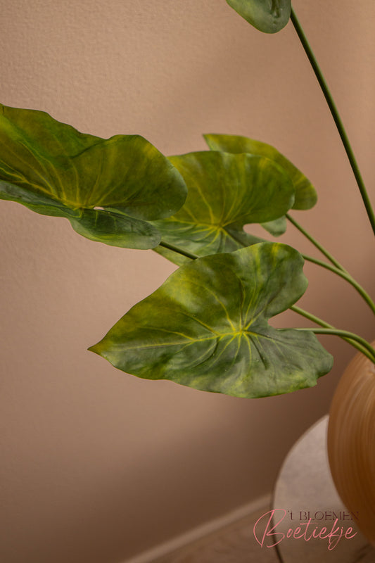 Caladium plant