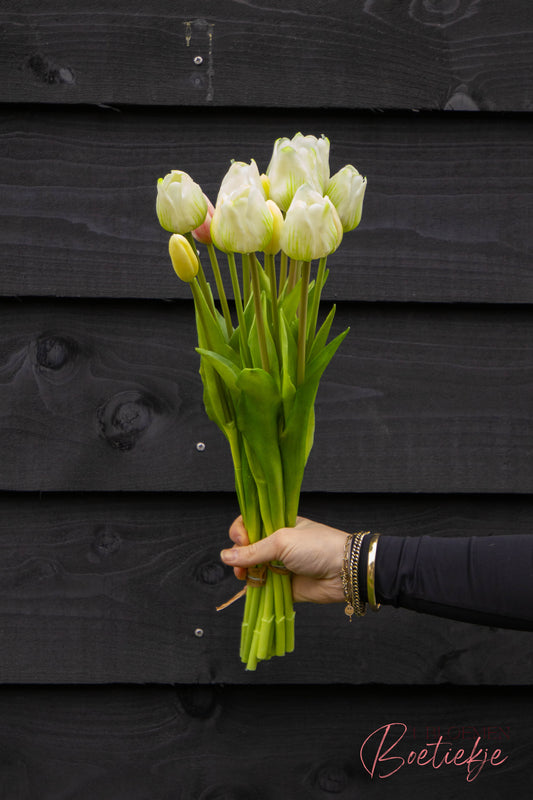 Tulpen lang wit