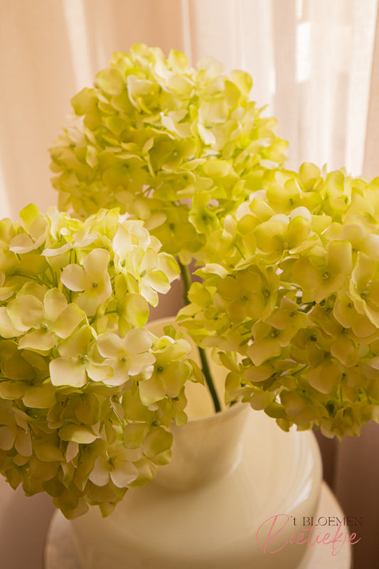 Hortensia wit