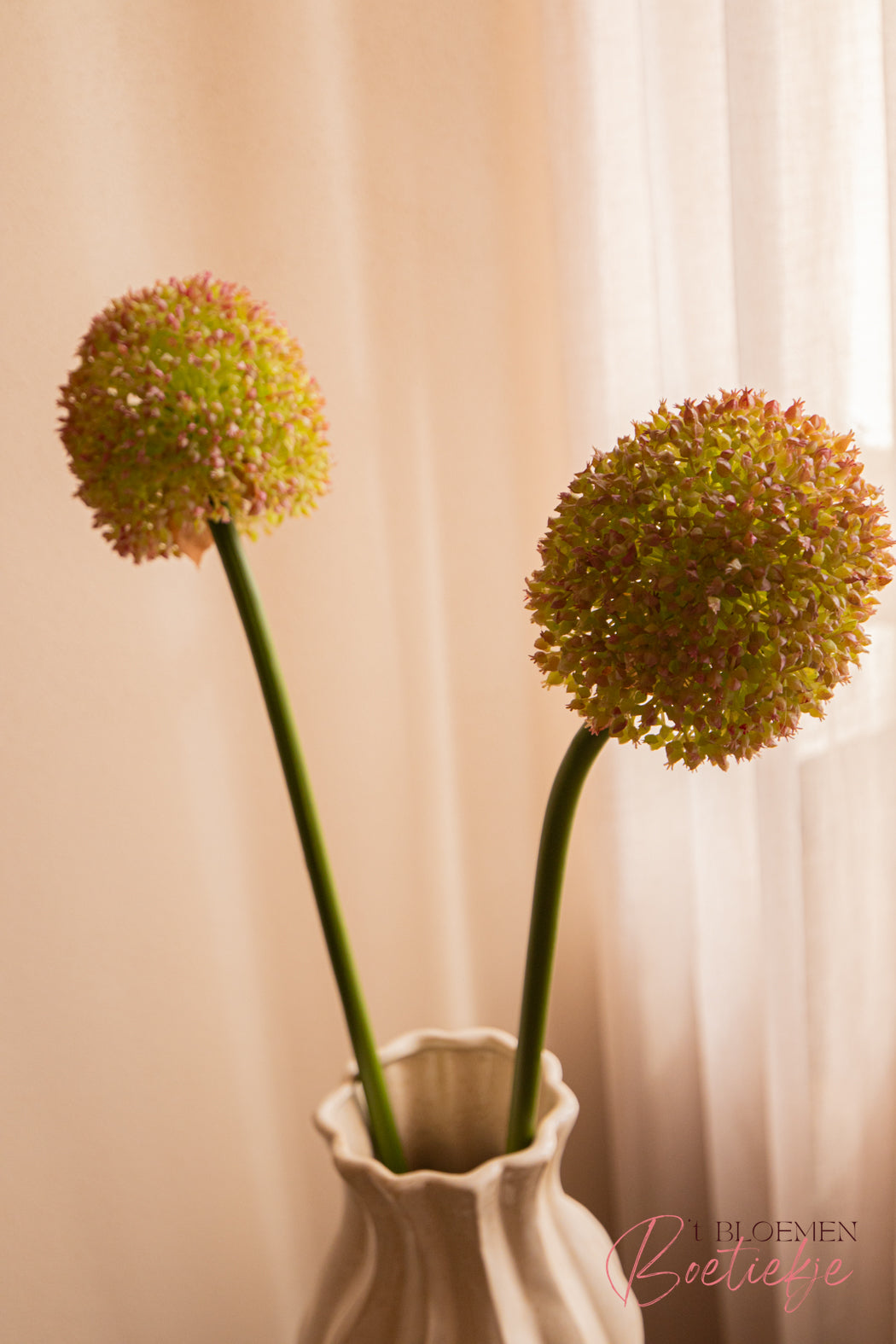 Allium tak