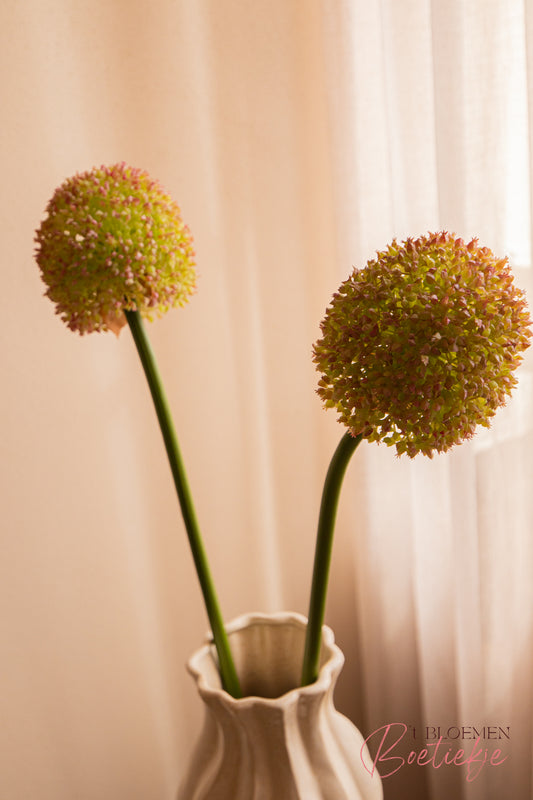 Allium tak