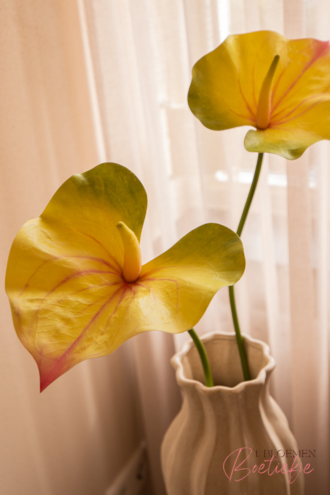 Anthurium