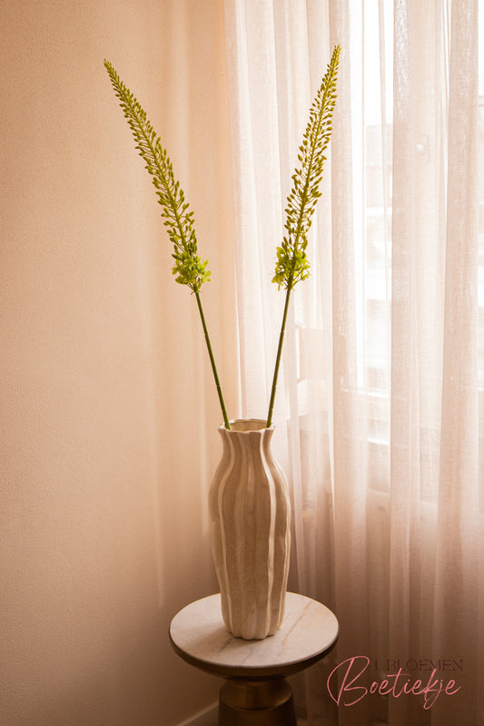 Eremurus tak