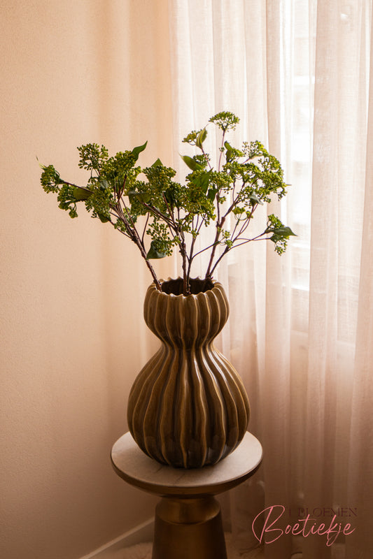 Tak Hydrangea