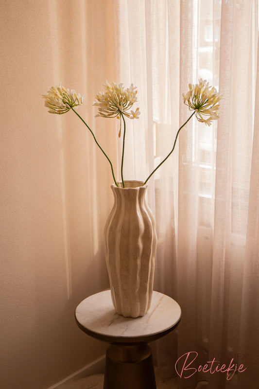 Tak Agapanthus