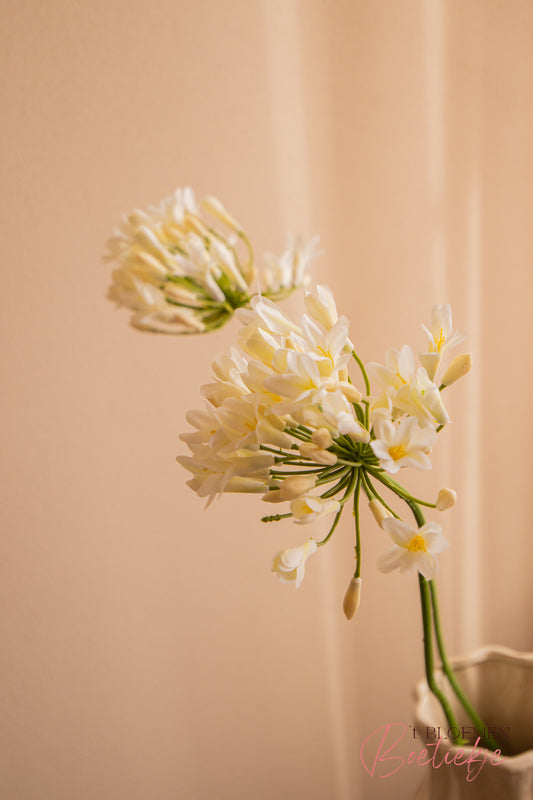 Tak Agapanthus