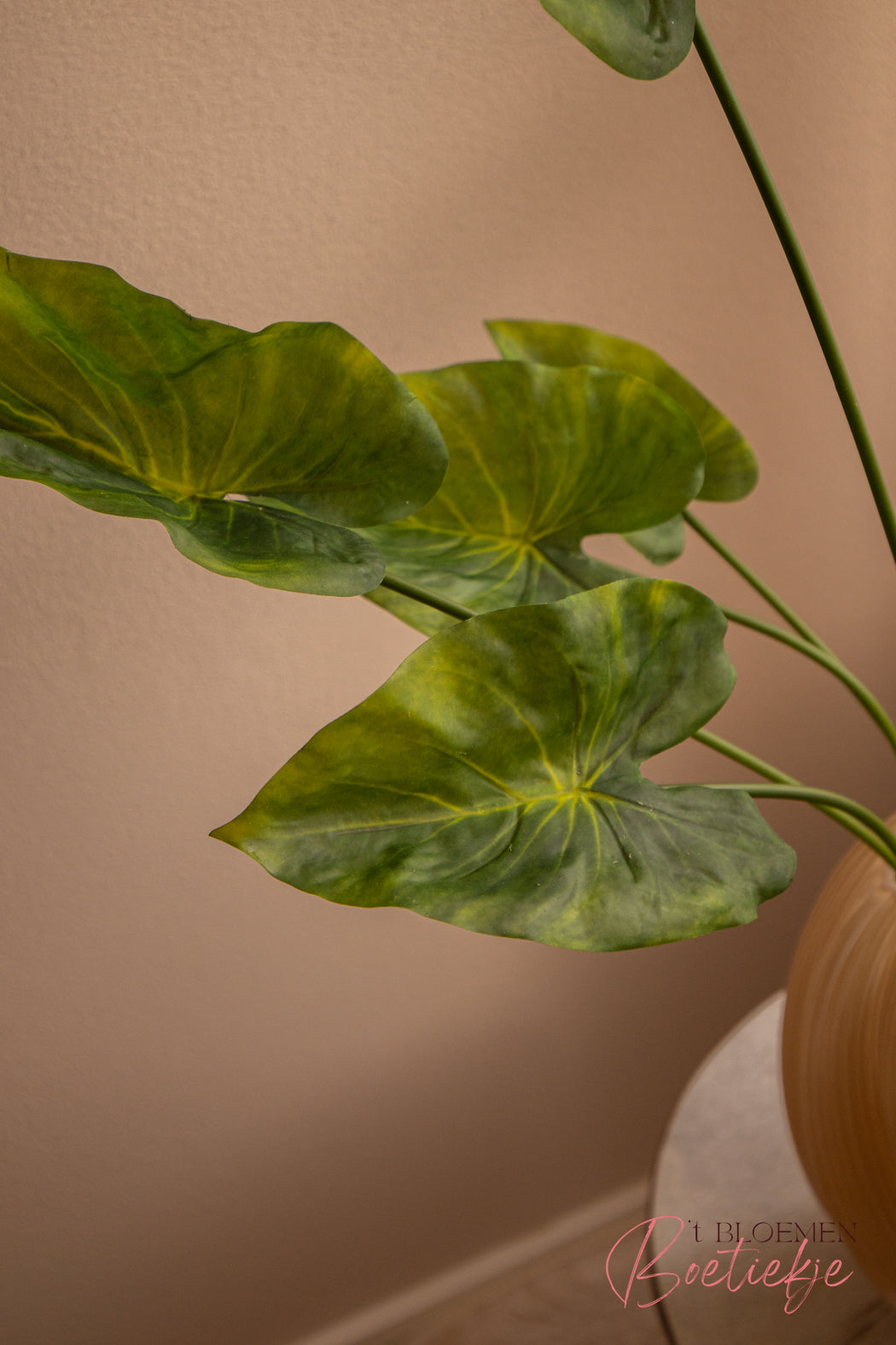 Caladium plant