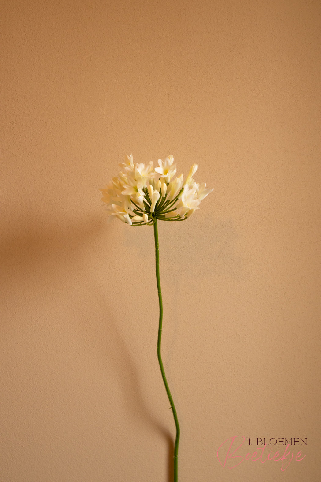 Tak Agapanthus