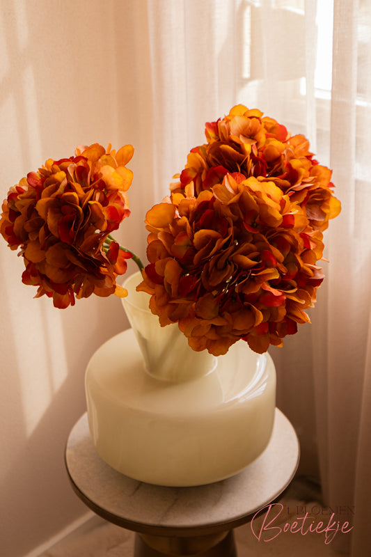 Hortensia oranje