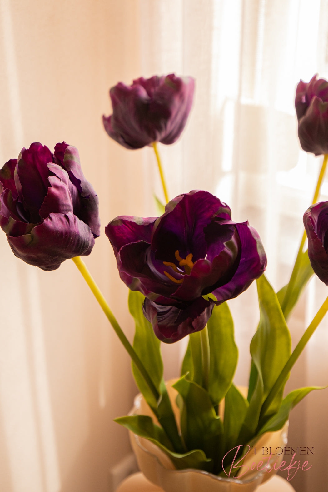 Tulp paars