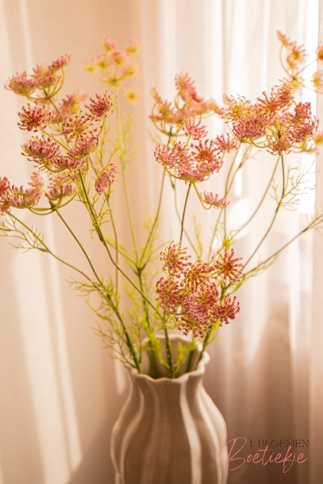 Tak Queen Anne’s Lace