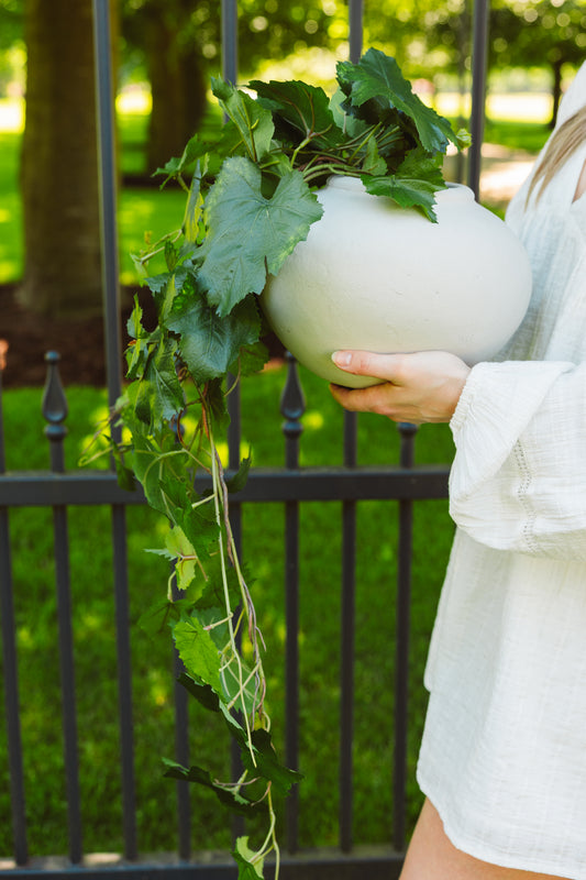 Hangplant grape bush